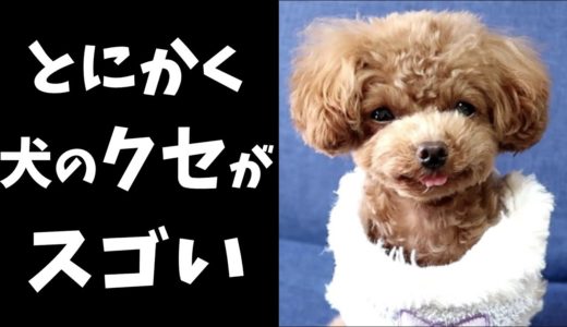 【謎行動】足蹴りが止まらない犬の新しいクセが誕生！その姿がかわいい【トイプードルのコロン】