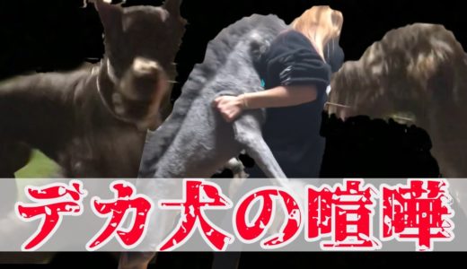 超大型犬同士の【喧嘩】を止める方法が凄すぎた‼︎