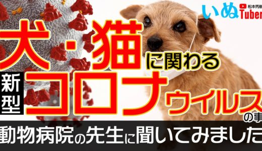 【新型コロナウィルス】犬猫には感染するの❓動物病院の先生に松本秀樹がテレビ電話で質問❗️❗️