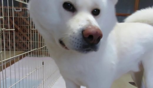 【秋田犬ゆうき】開けてもすぐ扉が閉まるのでなかなかサークルに入れない【akita dog】