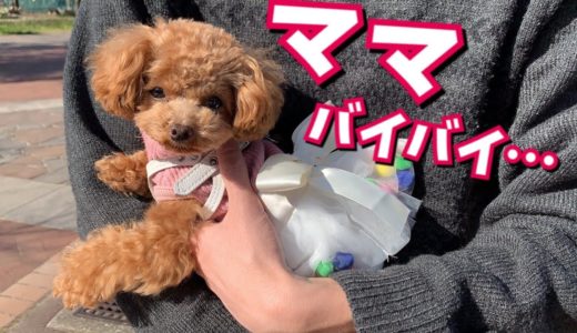 超絶ママっ子だった犬の旅立ち【トイプードルのコロン】