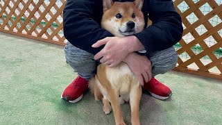 室内ドッグランで犬見知りを発動する柴犬ハチ