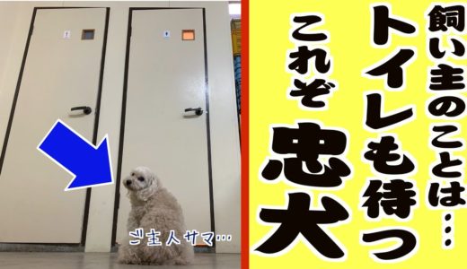 忠犬すぎる我が家のプードル…ここまでくると笑っちゃうww