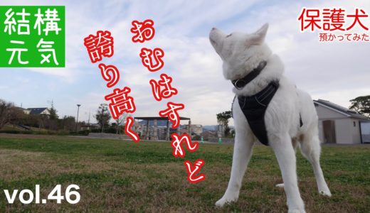 【保護犬預かり】老犬めっちゃんの白腕闘病記【前庭疾患】