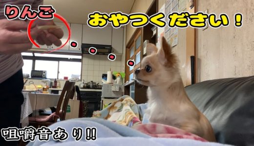 【犬 おやつ】子犬チワワが癖の強い母からおやつを貰うために全力で尻尾ふりふりする仕草が可愛い