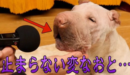 我が家のブチャ犬の口から変な音がするんですが、これってなんなんですかね…