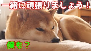 【京の柴犬】一緒に頑張りましょう！　太郎の犬モノガタリ番外編