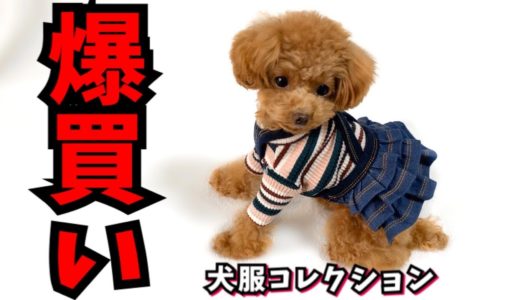 安くてかわいい犬の服、またたくさん買ってしまった【トイプードルのコロン】