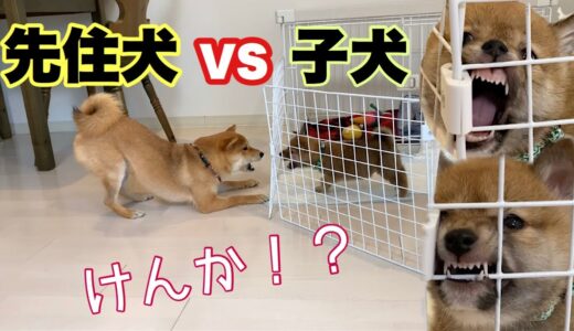 【先住犬と子犬の戦い】喧嘩！？【豆柴】