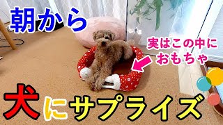 深夜に隠した愛犬へのプレゼントを朝犬が見つけた時の反応が可愛いかったw【トイプードル】