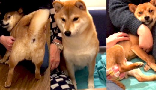 三犬三様の休息をとる柴犬ちゃん