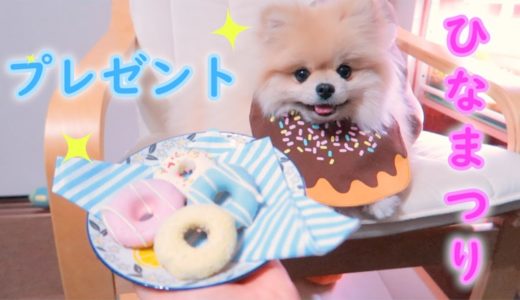 モチにひなまつりのプレゼント！【ポメラニアン犬】