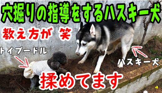 へっぴり腰のトイプードルに穴掘りを教えるハスキー犬に笑った