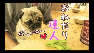 飼い主を手玉に取る,おねだりマスター パグ犬ぷぅ Pug