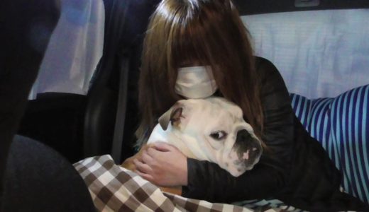 安易な気持ちで犬と車中泊をするとこんな事になってしまいます・・・。