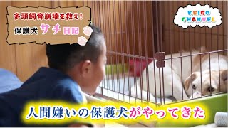 【保護犬サチ日記vol.1】初めての預かりボランティア受け入れ初日〜１週間＜多頭飼育崩壊を救いたい＞