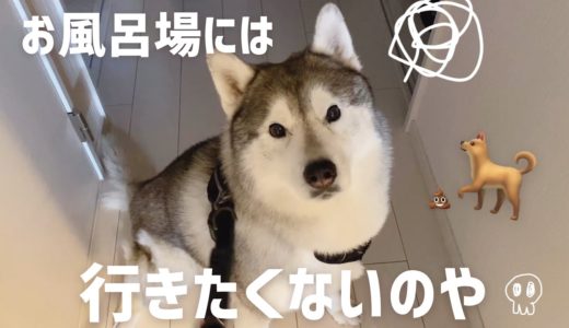 犬の💩を踏んで風呂場に連行されるもお風呂拒否を繰り返すシベリアンハスキー