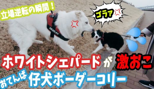 犬社会を教えるホワイトシェパードにビビり倒す仔犬ボーダーコリー