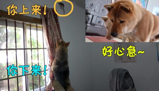 家中鼠患猖獗，中华田园犬大展身手，灰灰：狗拿耗子，义不容辞！