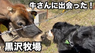 牛に初めて会った大型犬はどうする？【黒沢牧場ドッグランあり】