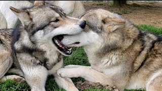 【閲覧注意！】狼犬が骨の取り合いをした末の悲しい結末…