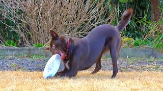 新しいフリスビーにテンション上がりっぱなしの犬。