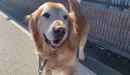 今日もセブンイレブン大好き犬！