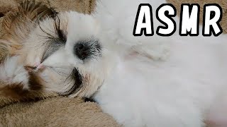 【ASMR】寝息 / sleeper's breathing【シーズー 犬 / 子犬 / shih tzu dog / puppy】