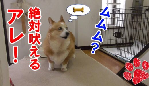 犬みんながするあの行動をこっそり撮影してみた！【コーギーチロ】