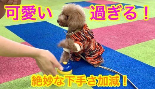 癒される！ベルを鳴らす犬【トイプードル】