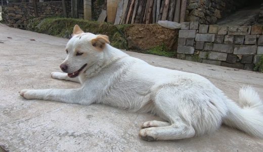 主人在地裡幹活，田園犬趴在路上乖乖等待，難怪在家最受寵