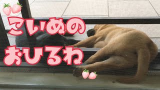 【犬９匹と海外生活】子犬二匹が重なって寝ると、どうしてこうもかわいいのか❤