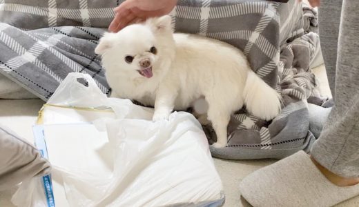 全然恐くない犬の威嚇ポーズ！可愛いすぎて威嚇にならないチワワのコハク