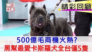 500億毛商機火熱! 黑幫最愛猛犬! 卡斯羅犬全台僅5隻  國民大會 20180711 完整版 1