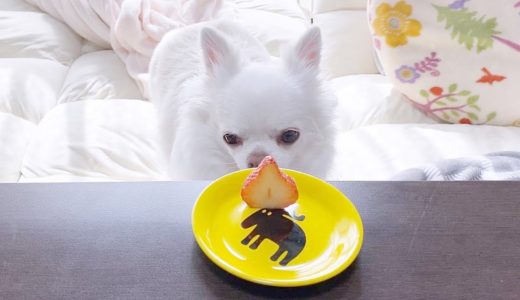 チャンスを逃した事に気付いて後悔する犬！チワワのコハク