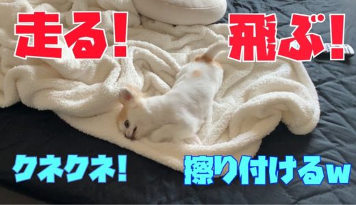 【犬あるある】風呂あがりの興奮がおさまらない面白過ぎる犬の動き【チワワ】