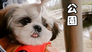 お散歩 / 公園（白鳥とカモ）✨生後5ヶ月✨【シーズー 犬 / 子犬 / shih tzu dog / puppy】