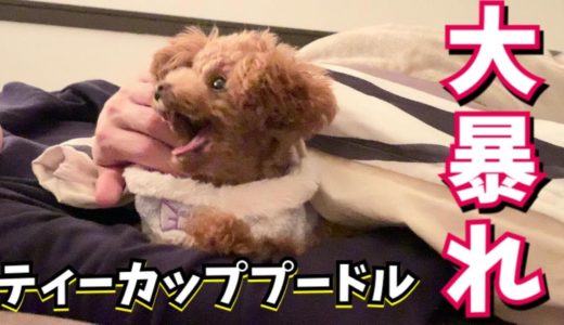 動きが機敏な犬の姿に笑って癒される日々【トイプードルのコロン】