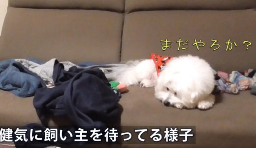 飼い主を待ってる様子が健気すぎる犬！