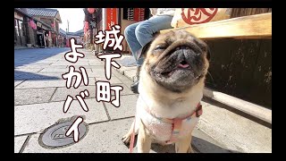 愛犬と観光と食を満喫する旅 パグ犬ぷぅ Pug