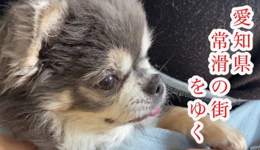 愛知県常滑市を観光するチワワ【犬】