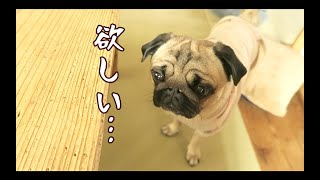 飼い主の心を揺さぶりまくる パグ犬ぷぅ Pug