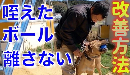 【土佐闘犬】ボールやオモチャを咥えて離さない犬の問題行動改善方法