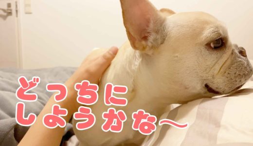 #216 パパママどっちと寝るか悩む犬のナイトルーティン【フレンチブルドッグのおかか】【frenchibulldog】