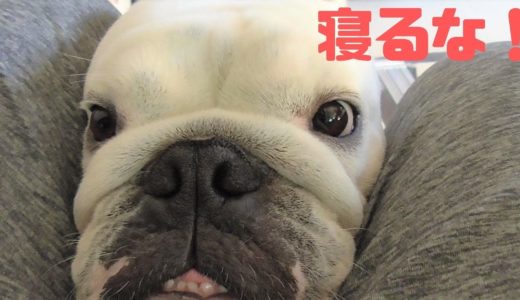 飼い主を起こしたい犬（矛）VS絶対起きたくない飼い主（盾）