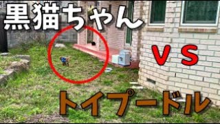 【コラボ】黒猫先輩 VS 犬家族【トイプードル】