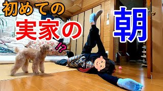 パパの実家で過ごす初めての朝に犬がずっと嬉しそうで可愛かったw【トイプードル】