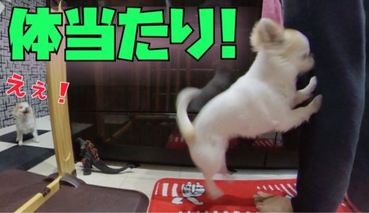 犬がキュンキュン言い始めたので一生懸命ゴハンの用意していたら体当たりされましたｗ【チワワ】