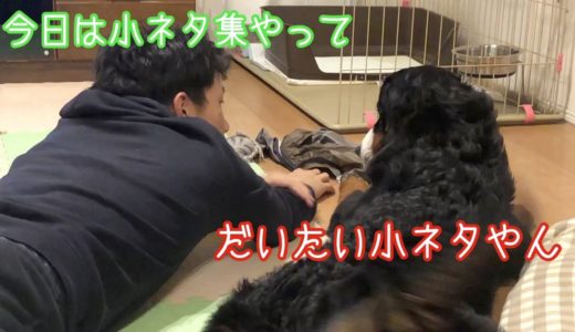 【犬と子供の日常短編集】子供たちとなんてない日常を過ごす　バーニーズマウンテンドッグ　 bernese mountain dog and Japanese family