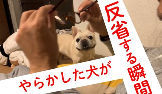 調子に乗り過ぎた犬が反省するまでの一部始終 get carried away